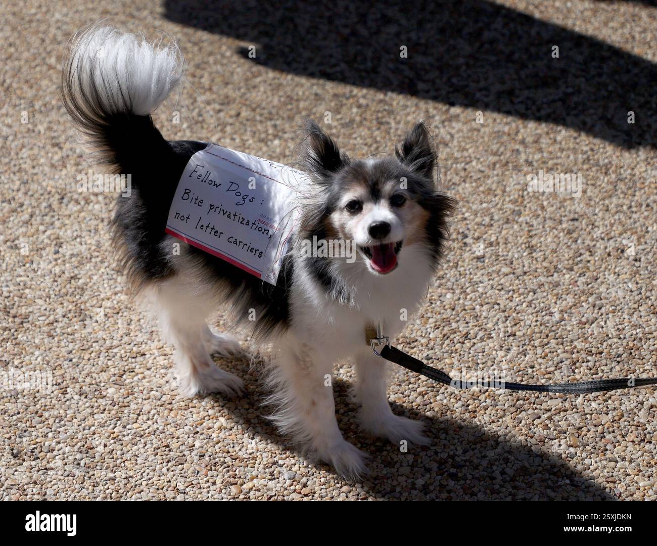 Washington Dc Virginia USA 24th Feb 2025 A Dog Wearing An Envelope washington-dc-virginia-usa-24th-feb-2025-a-dog-wearing-an-envelope