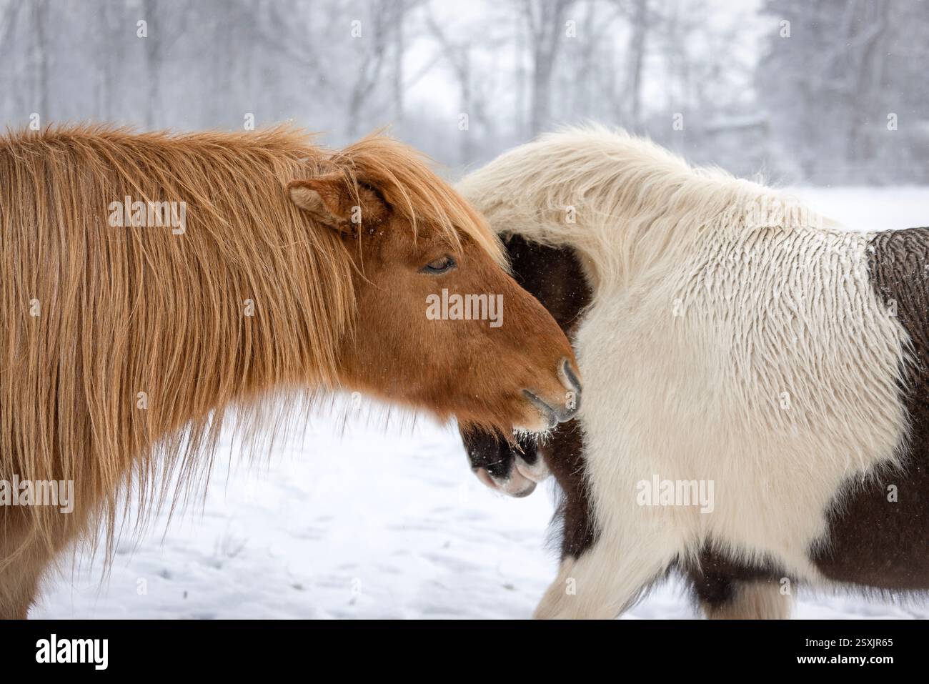 Icelandic horses flirting Stock Photo