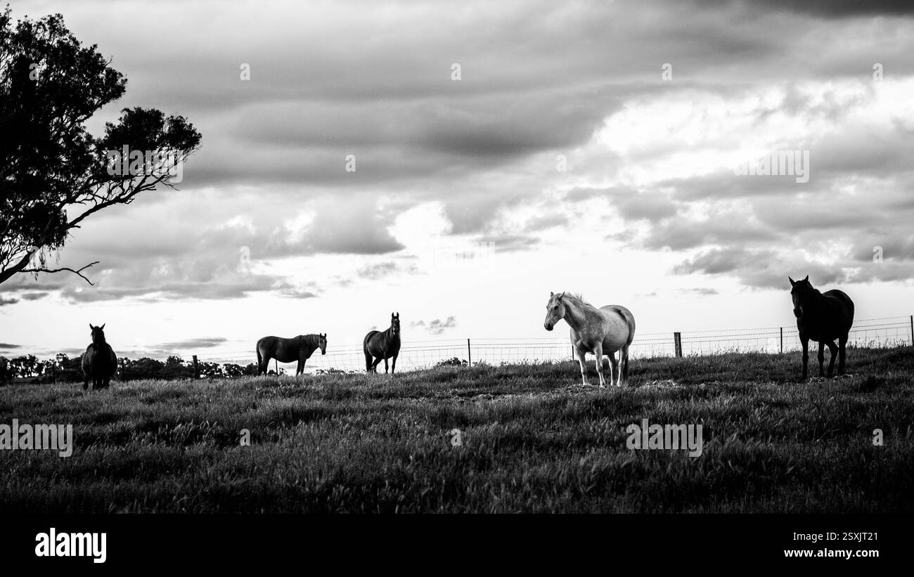 Group white wild horses Black and White Stock Photos & Images - Alamy