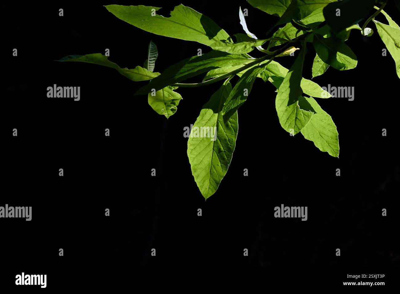 Green vein leaves hi-res stock photography and images - Alamy