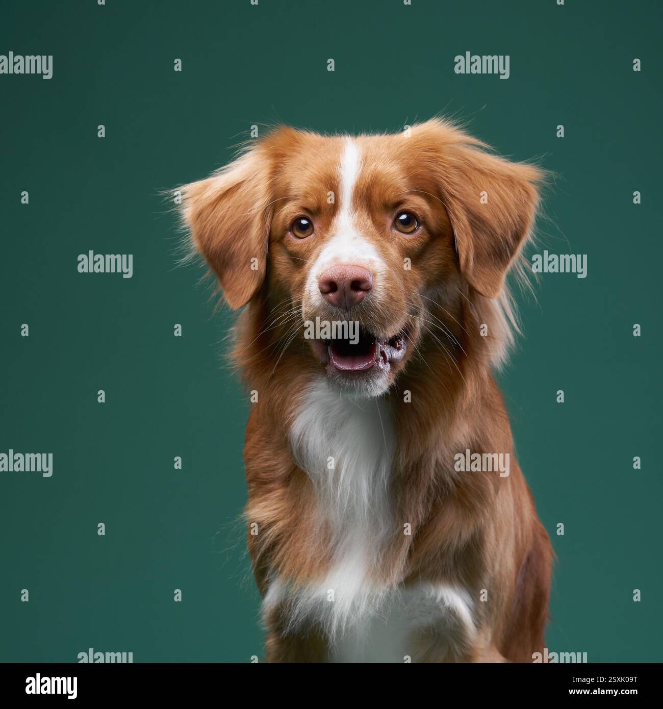 A Nova Scotia Duck Tolling Retriever looks directly at the camera, ears perked up and mouth slightly open. The deep green background creates a Stock Photo