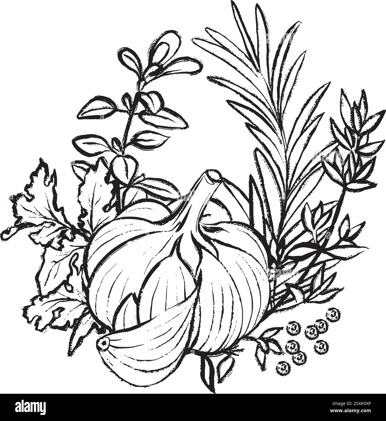 Black and white vector illustration of garlic with rosemary, thyme, oregano, and cilantro. Graphic drawing for culinary projects and packaging. Stock Vector