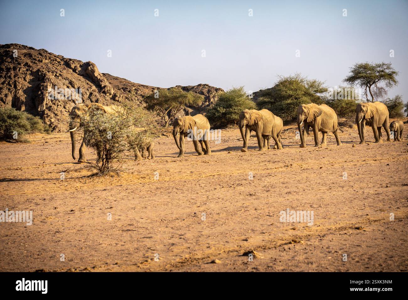 Desert-adapted elephants (Loxodonta africana) in Namibia, Africa Stock Photo