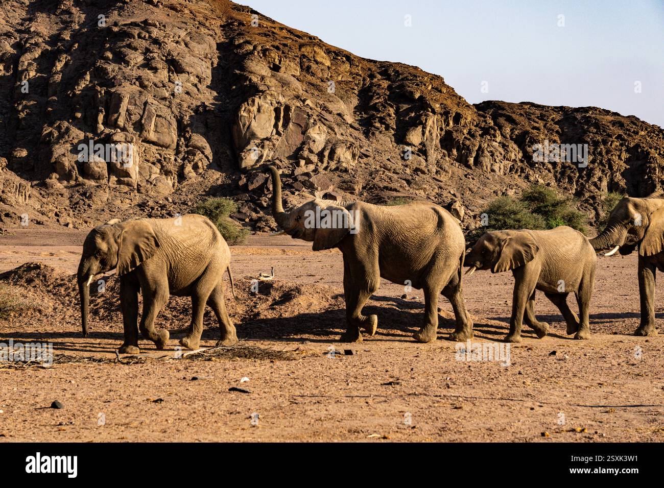Desert-adapted elephants (Loxodonta africana) in Namibia, Africa Stock Photo