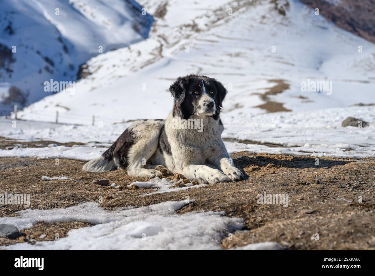 In the middle of a snowy mountain, a dog is lying on the ground Stock ...