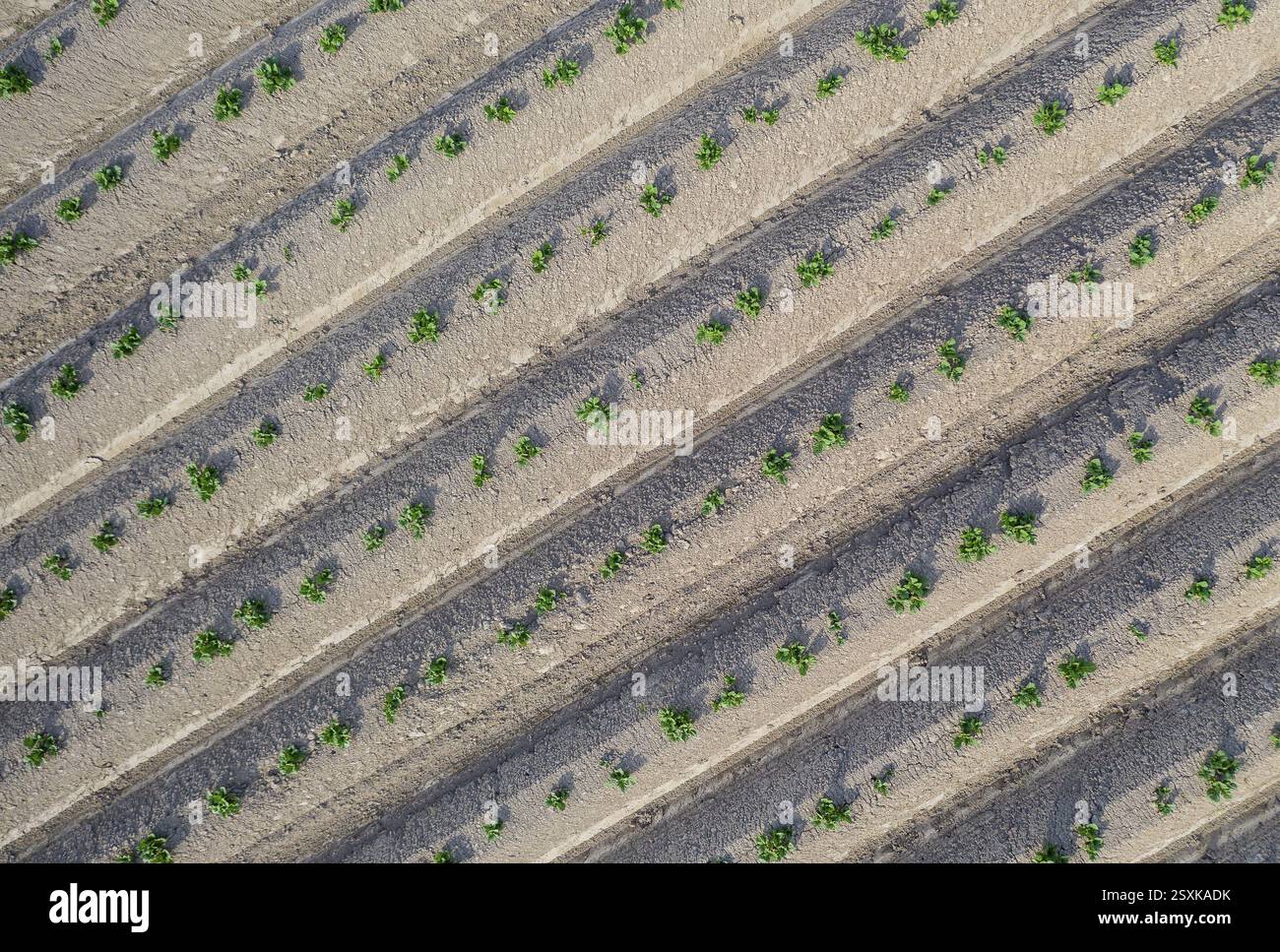 Aerial view of a potato field with ridges and young shoots, Dresden, Saxony, Germany, Europe Stock Photo