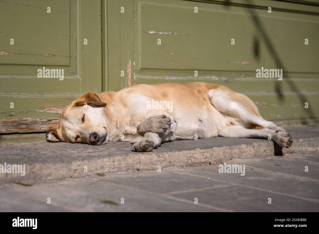 Stray dog sleeping on the ground Stock Photo