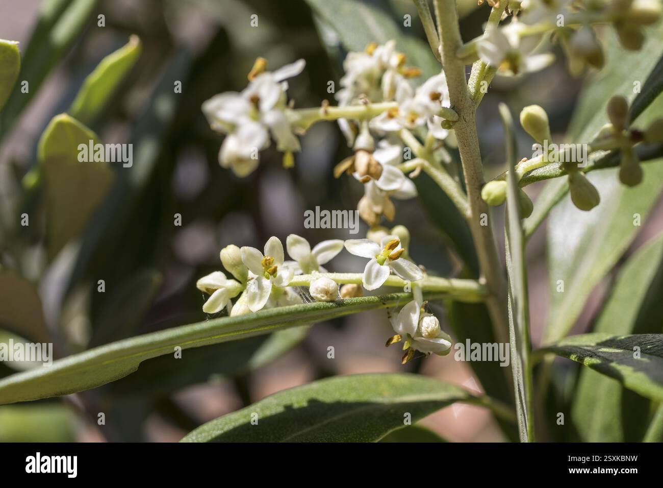 Blossoms on an olive tree (Olea europaea) Stock Photo