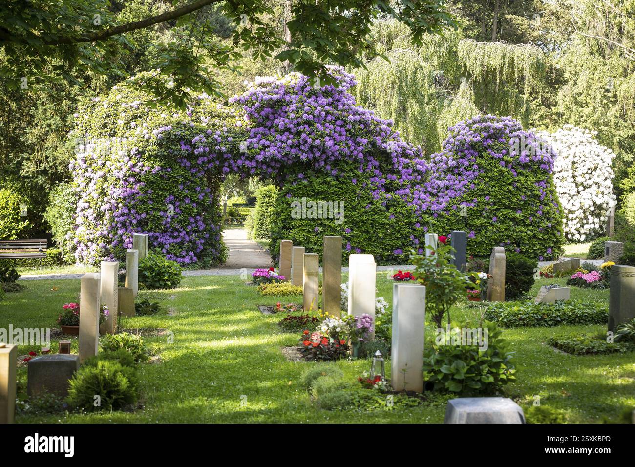 Germany, rhododendron in bloom in front of the chapel of the Southern  cemetery in Duesseldorf. Deutschland, bluehender Rhododendron vor der  Kapelle a Stock Photo - Alamy
