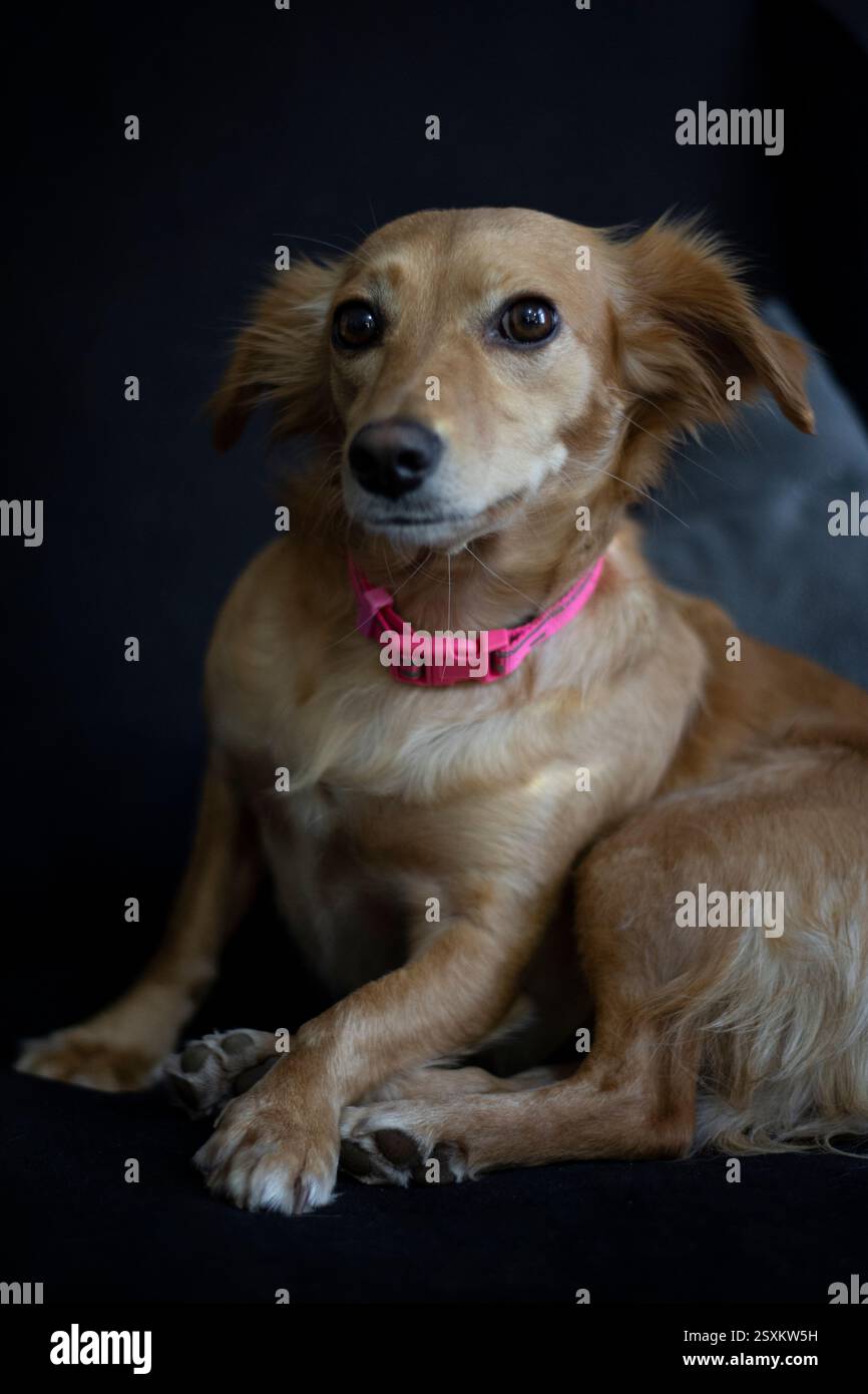 Cute shy mixed breed dog Stock Photo