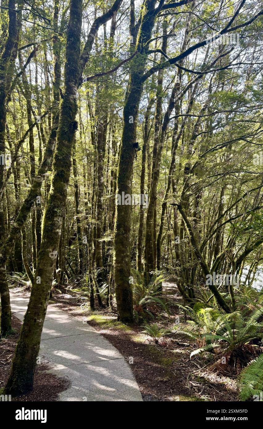 Bush Walk through silver beech forest Haast Pass New Zealand - Smartphone Captured Stock Image