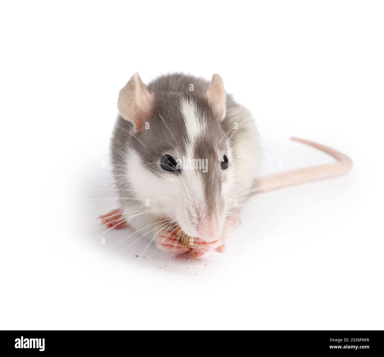 Cute rat with dry food on white background. Little pet Stock Photo - Alamy