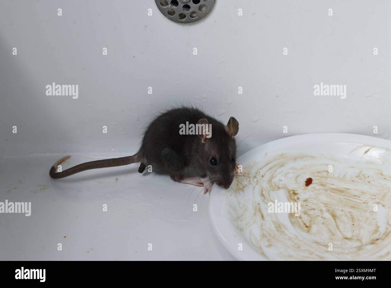 Grey rat and dirty plate in sink. Pest control Stock Photo