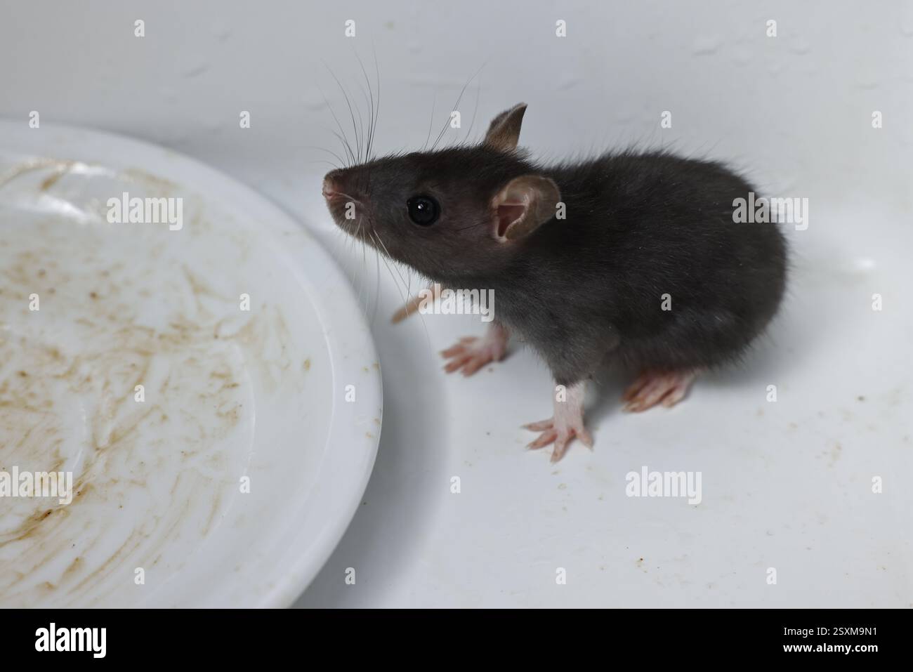 Grey rat and dirty plate in sink. Pest control Stock Photo