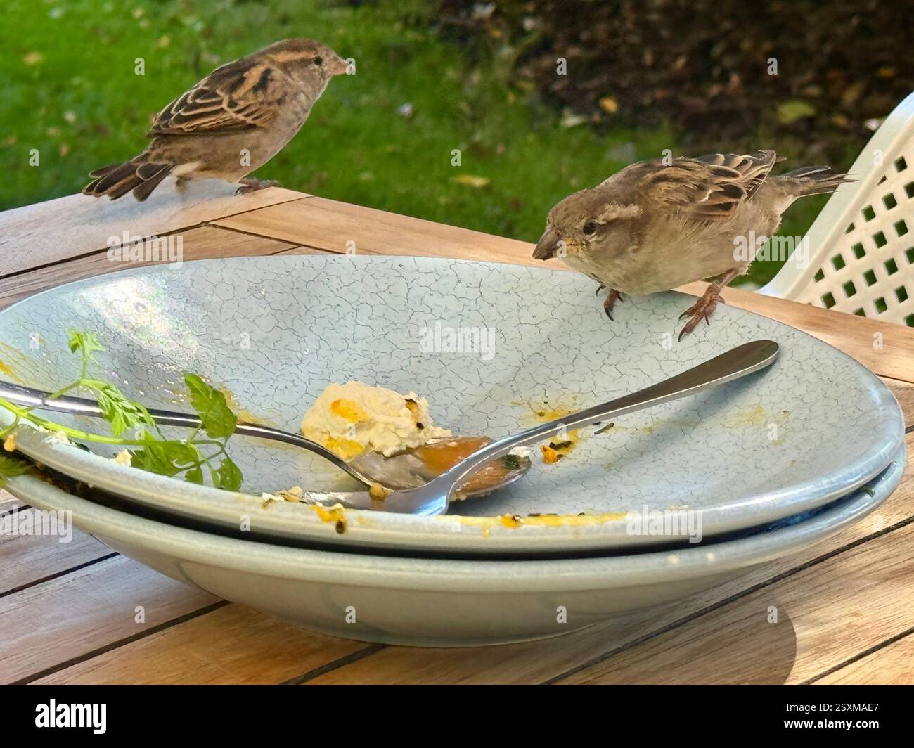 Two European greenfinches eating food scraps from a plate in New Zealand - Smartphone Captured Stock Image