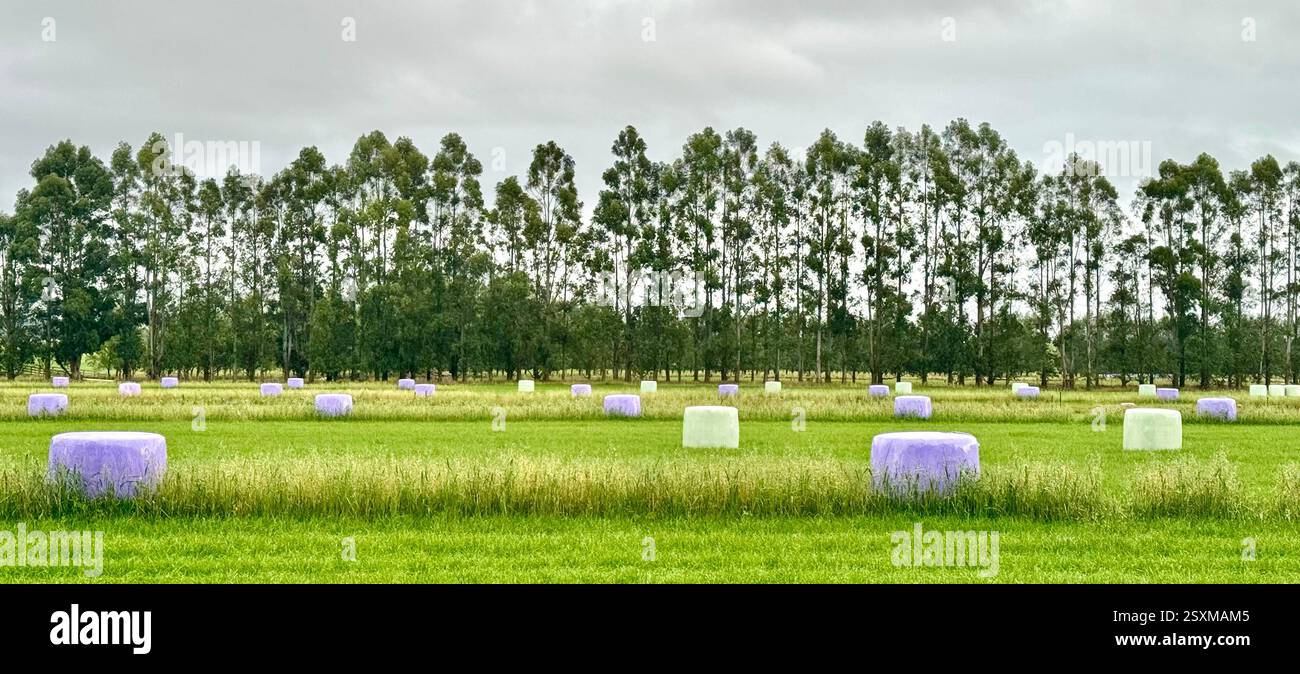 Wrapped hay bales in Lumsden South Island New Zealand - Smartphone Captured Stock Image