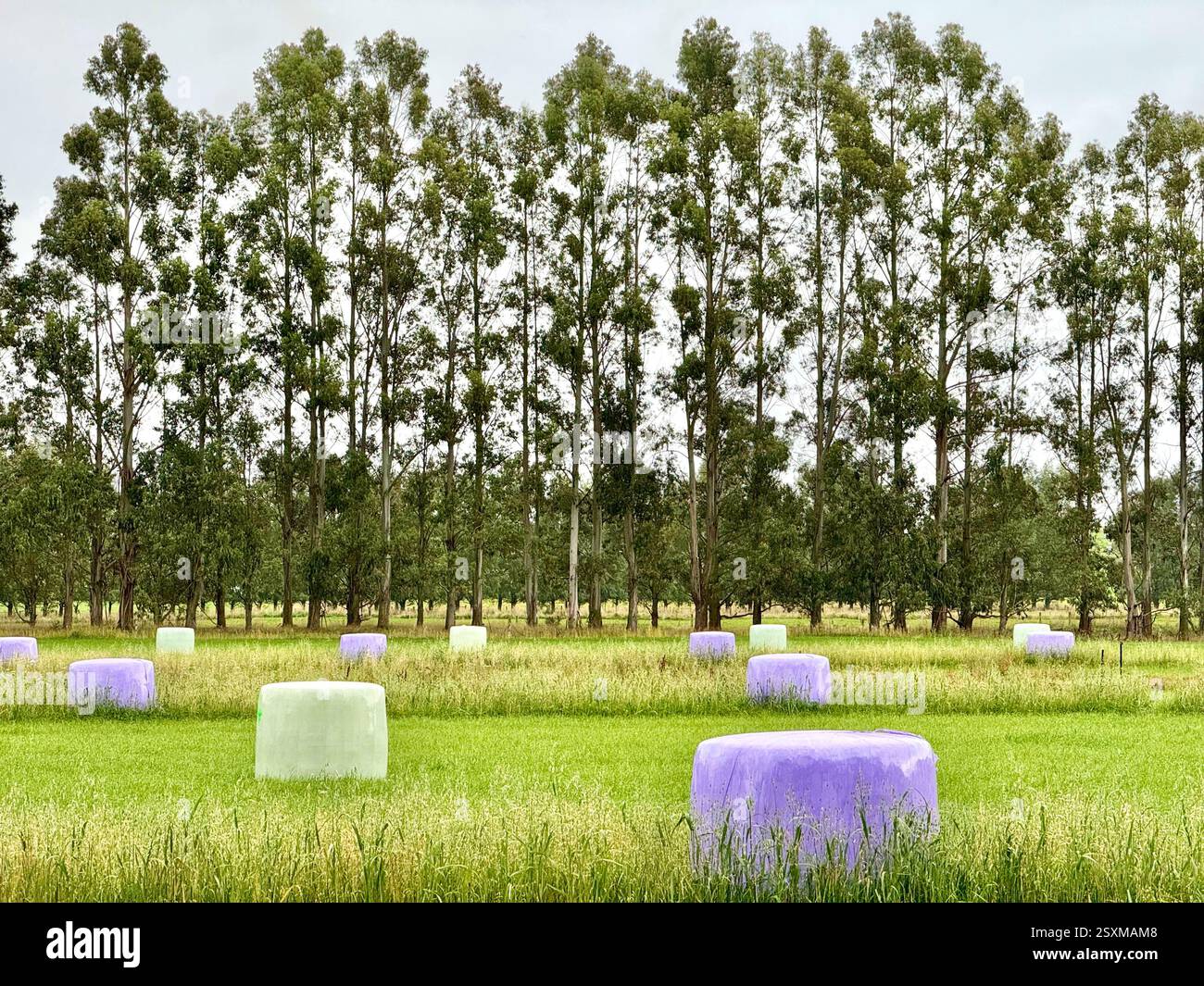 Wrapped hay bales in Lumsden South Island New Zealand - Smartphone Captured Stock Image