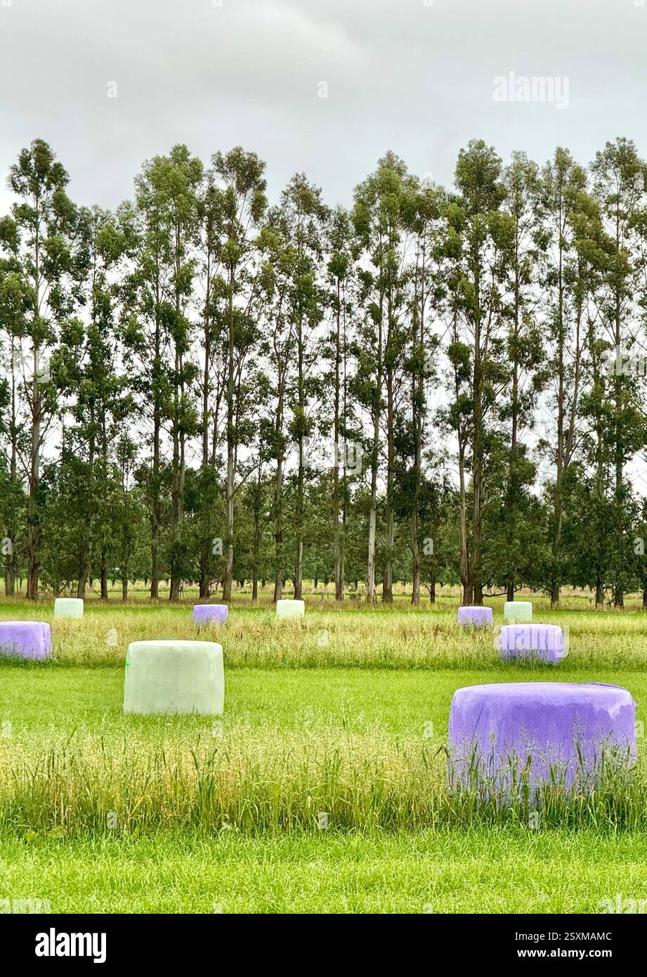 Wrapped hay bales in Lumsden South Island New Zealand - Smartphone Captured Stock Image