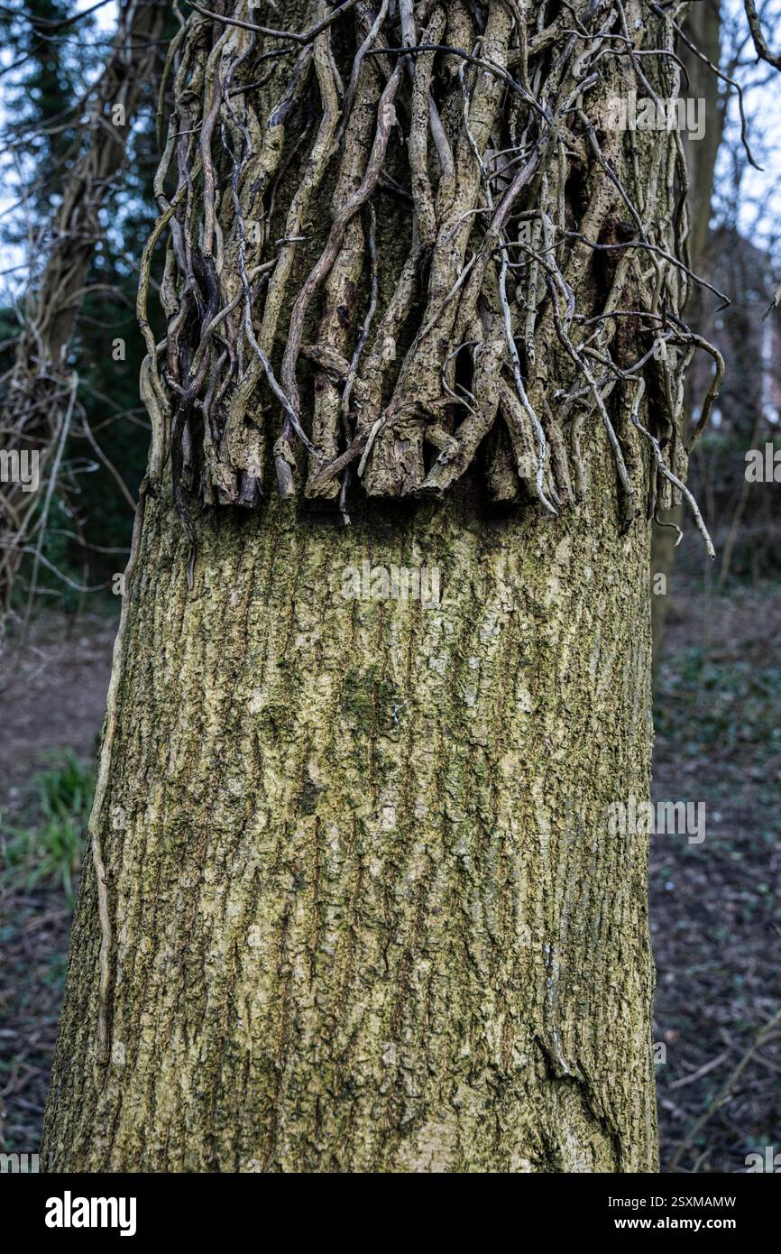 Ivy roots cut away to protect the tree from further restriction, woodland management in Clitheroe, Lancashire. Stock Photo