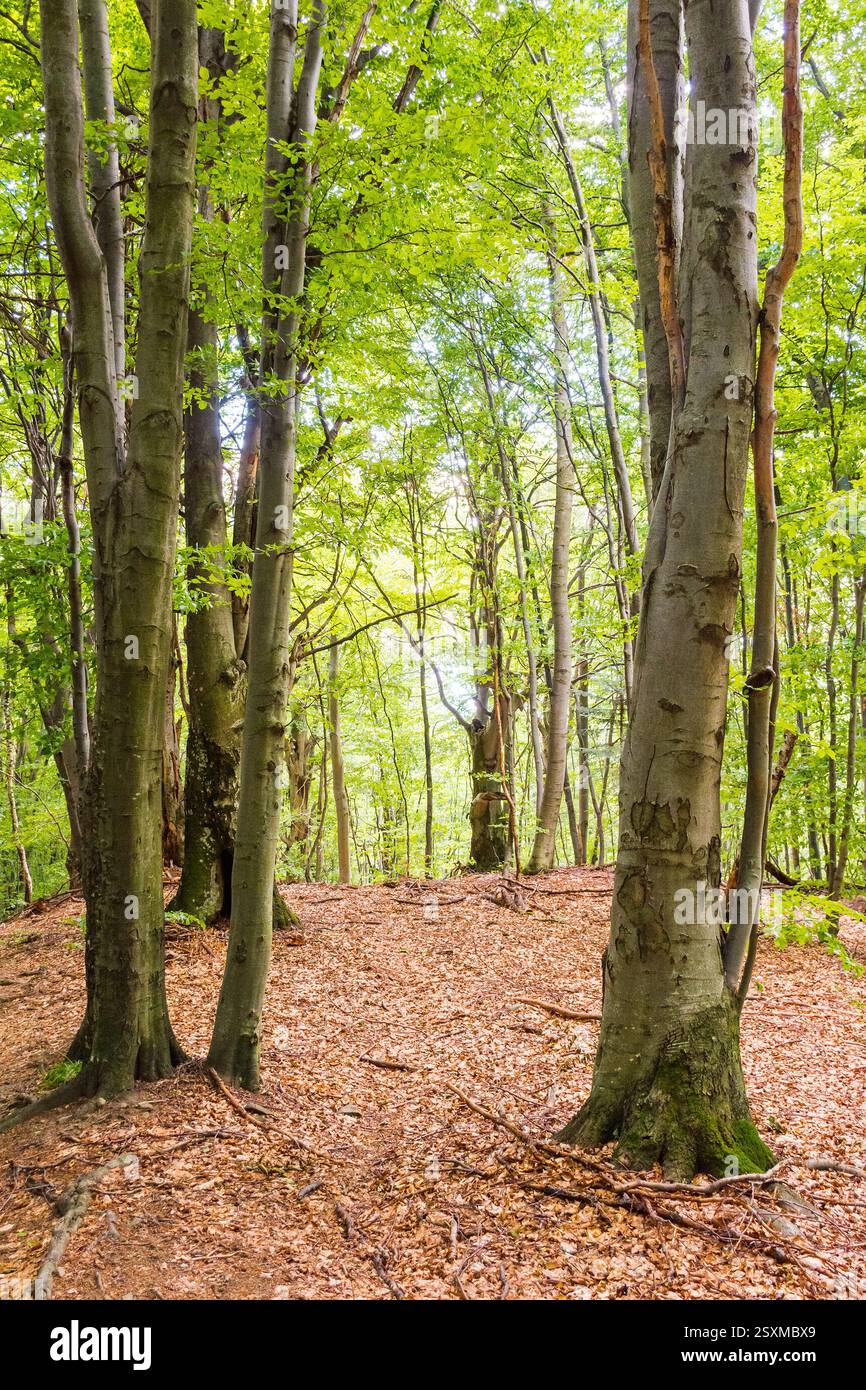 green beech forest in summer. big tall trees. primeval woods of transcarpathia on a sunny day. beautiful nature background. lush foliage Stock Photo