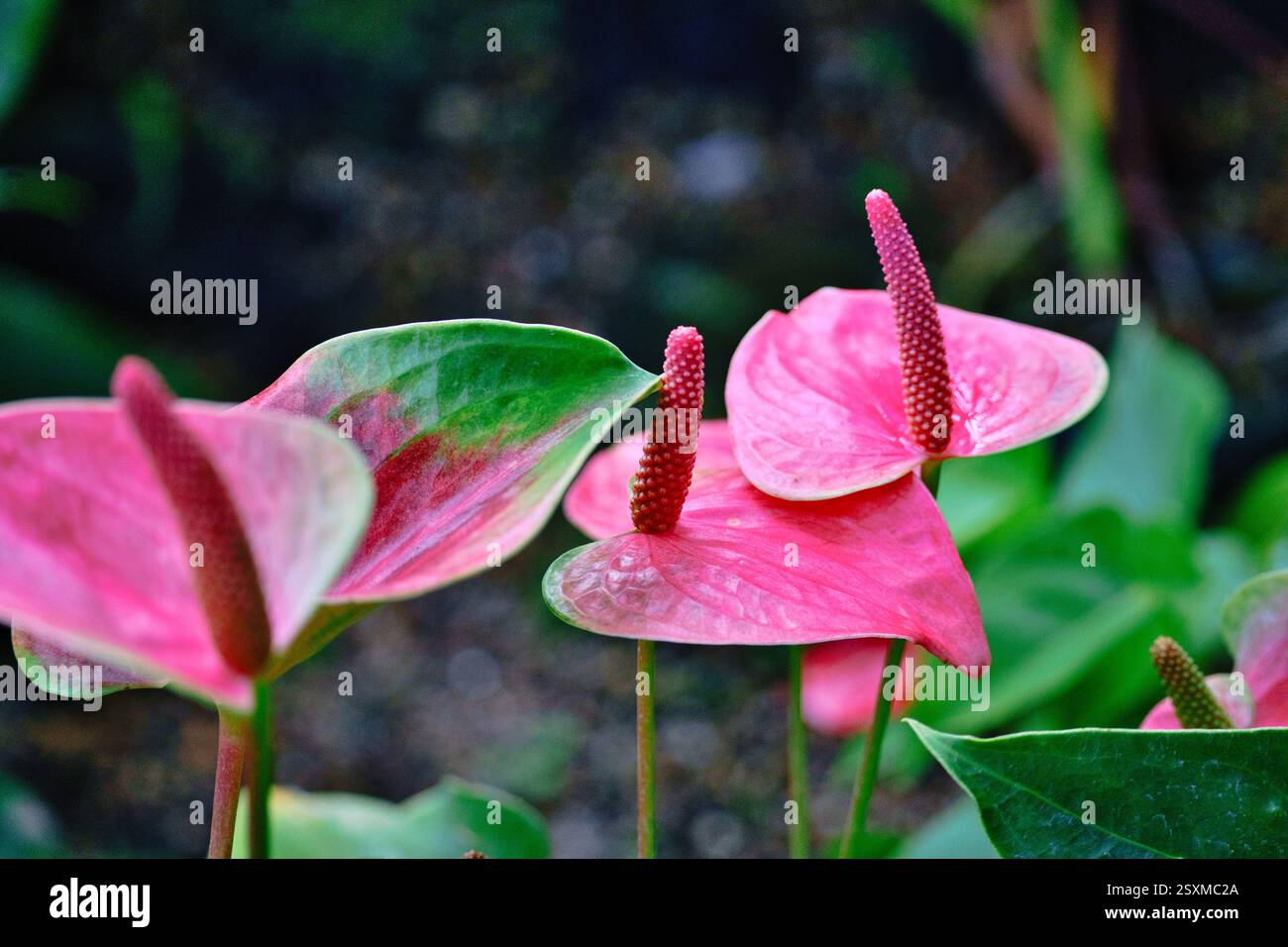 Anthurium Andraeanum Is A Flowering Plant Species In The Family Araceae anthurium-andraeanum-is-a-flowering-plant-species-in-the-family-araceae