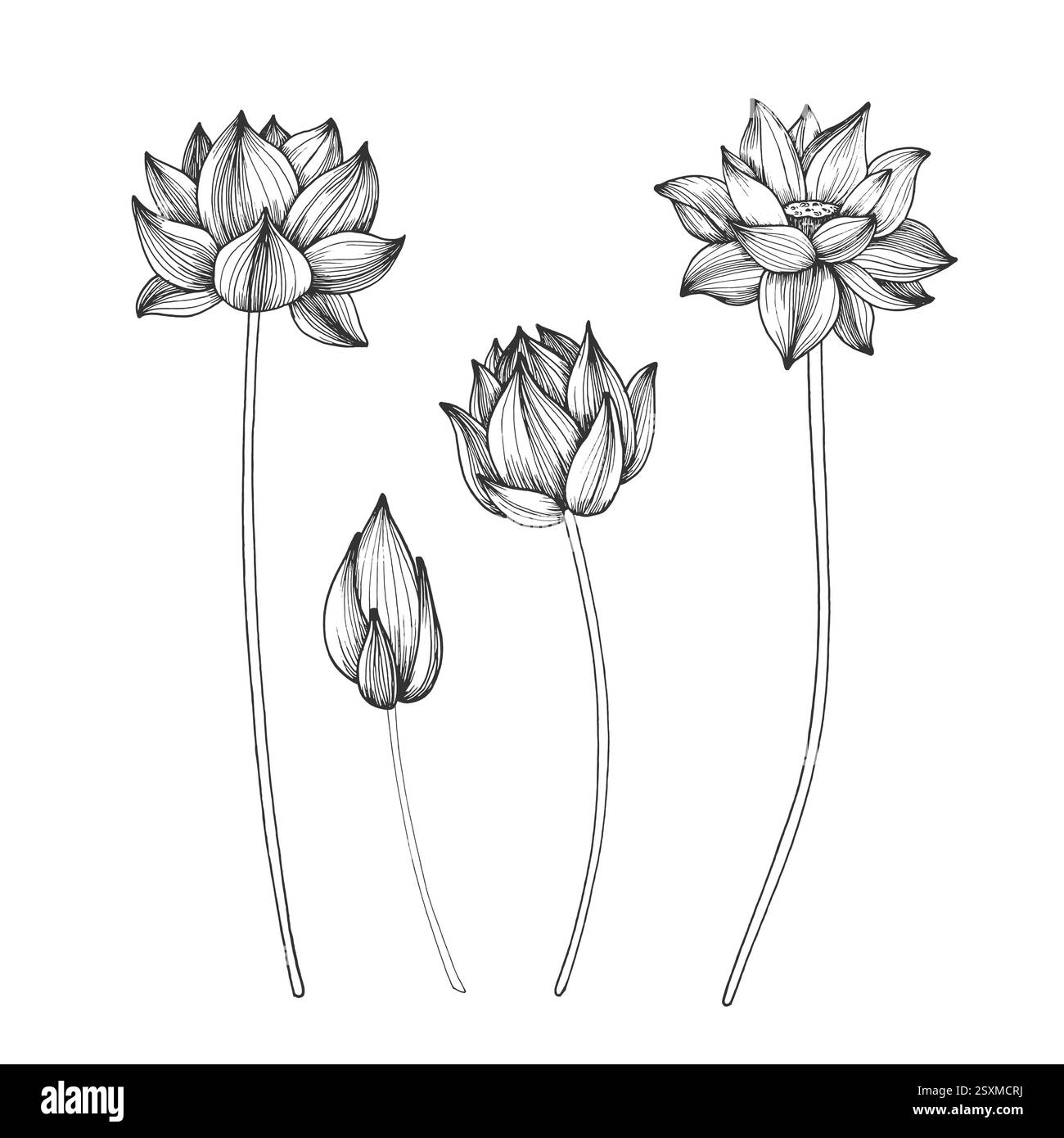 Lotus flower vector illustration hand drawn with ink and isolated on ...