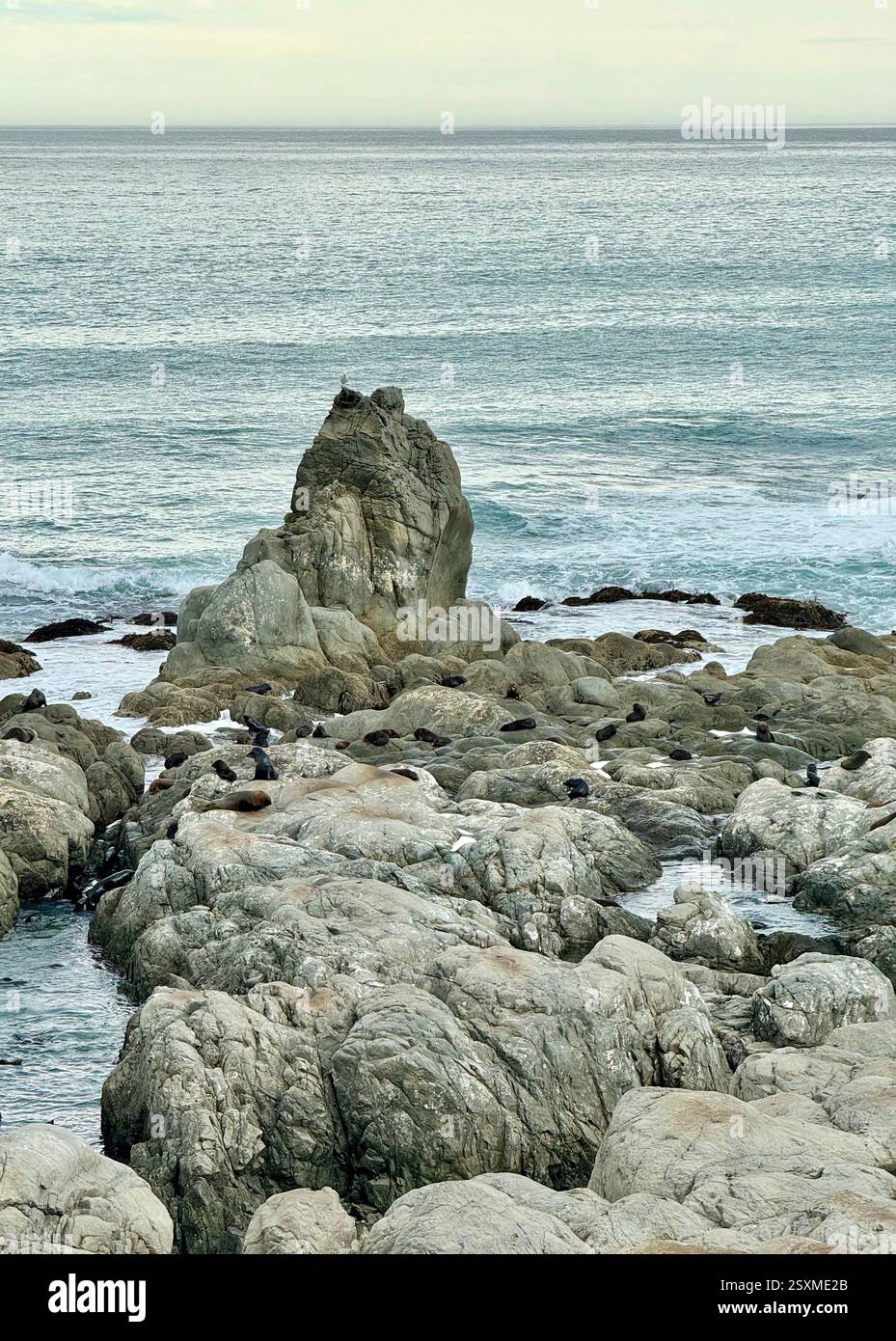 Ohau Point seal colony at Half Moon Bay along State Highway 1 South Island New Zealand - Smartphone Captured Stock Image