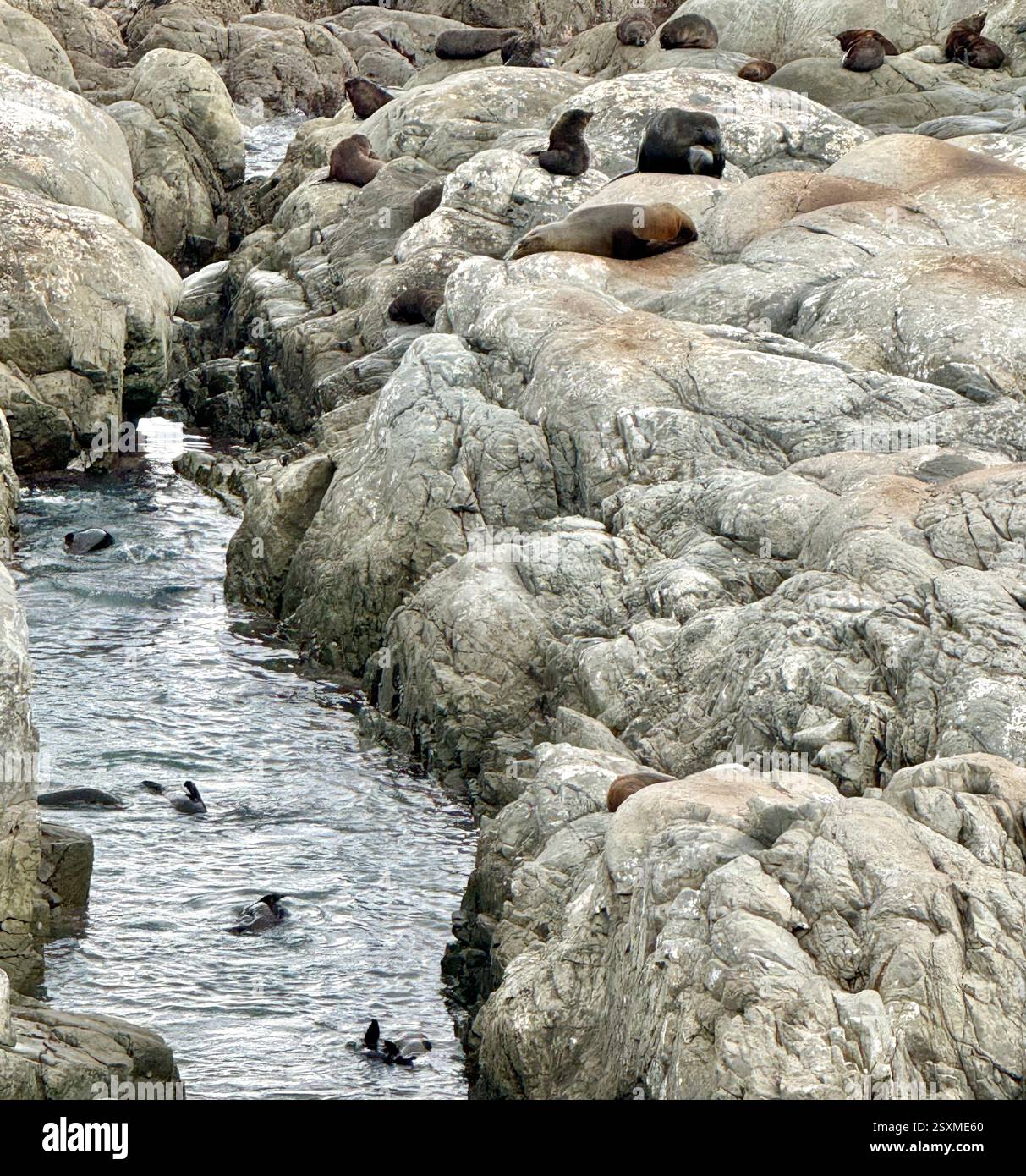 Ohau Point seal colony at Half Moon Bay along State Highway 1 South Island New Zealand Stock Photo