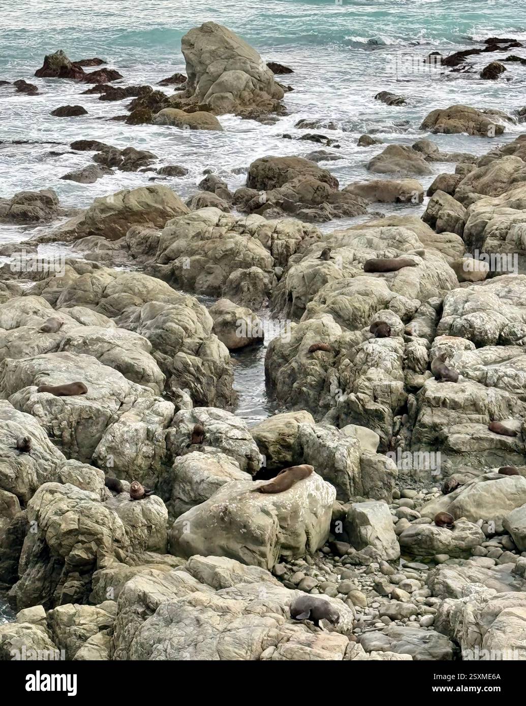Ohau Point seal colony at Half Moon Bay along State Highway 1 South Island New Zealand - Smartphone Captured Stock Image