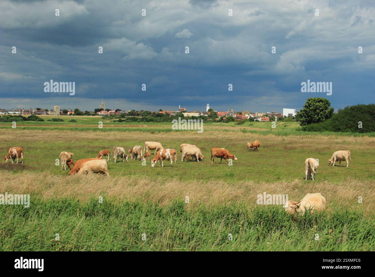View of Southwold lighthouse and town across cattle grazing land and the Common from Southwold Harbour, Suffolk, UK Stock Photo