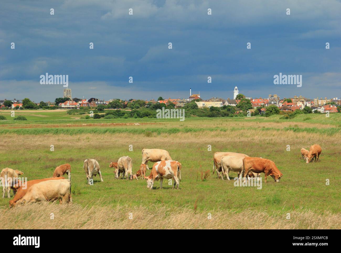 View of Southwold lighthouse and town across cattle grazing land and the Common from Southwold Harbour, Suffolk, UK Stock Photo