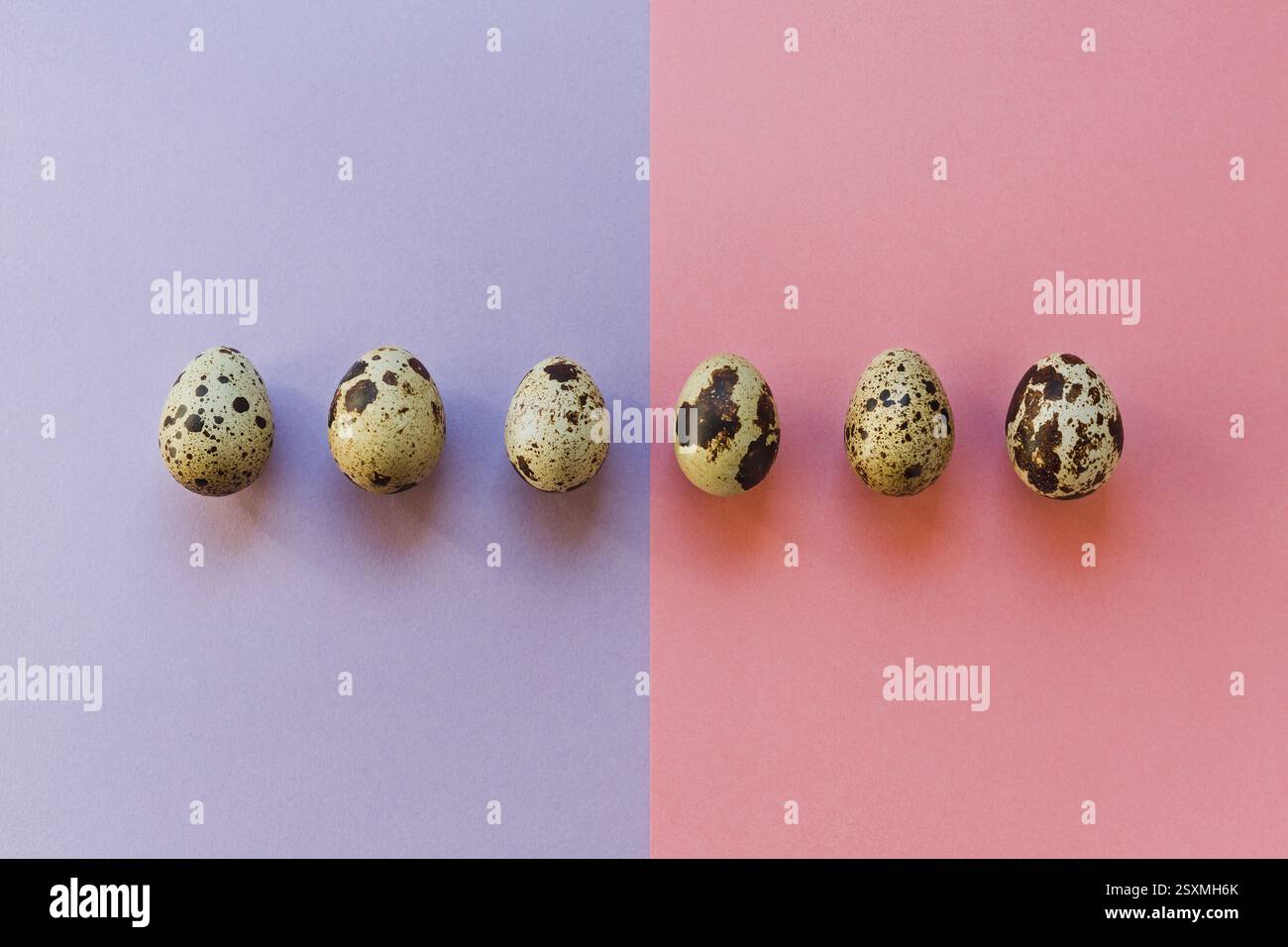 Six quail eggs in a row on pastel background, top view, Easter Stock Photo