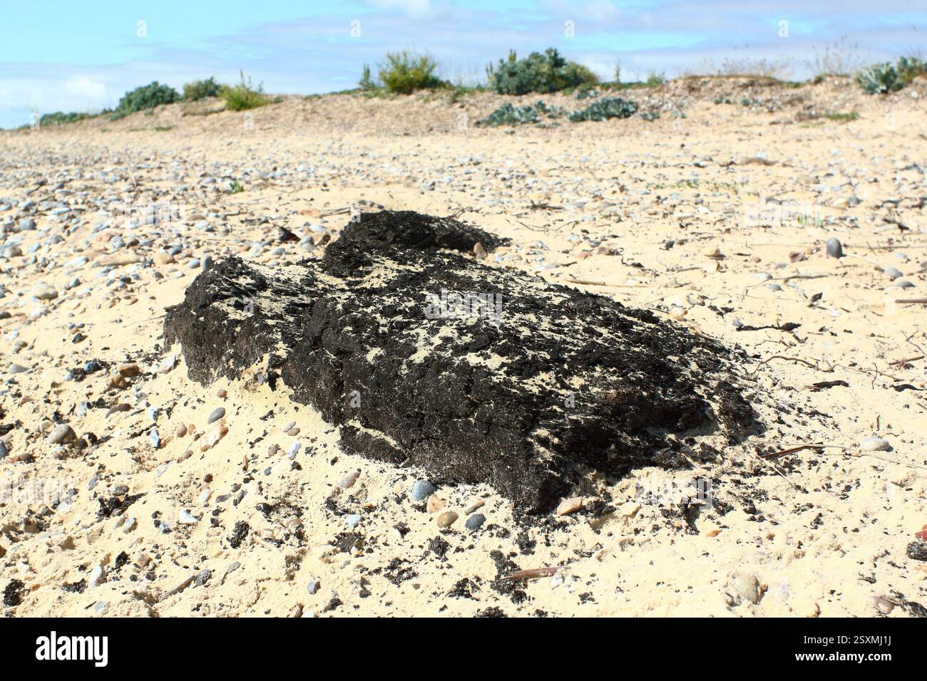 Ancient peat log on Kessingland beach, Suffolk, UK Stock Photo