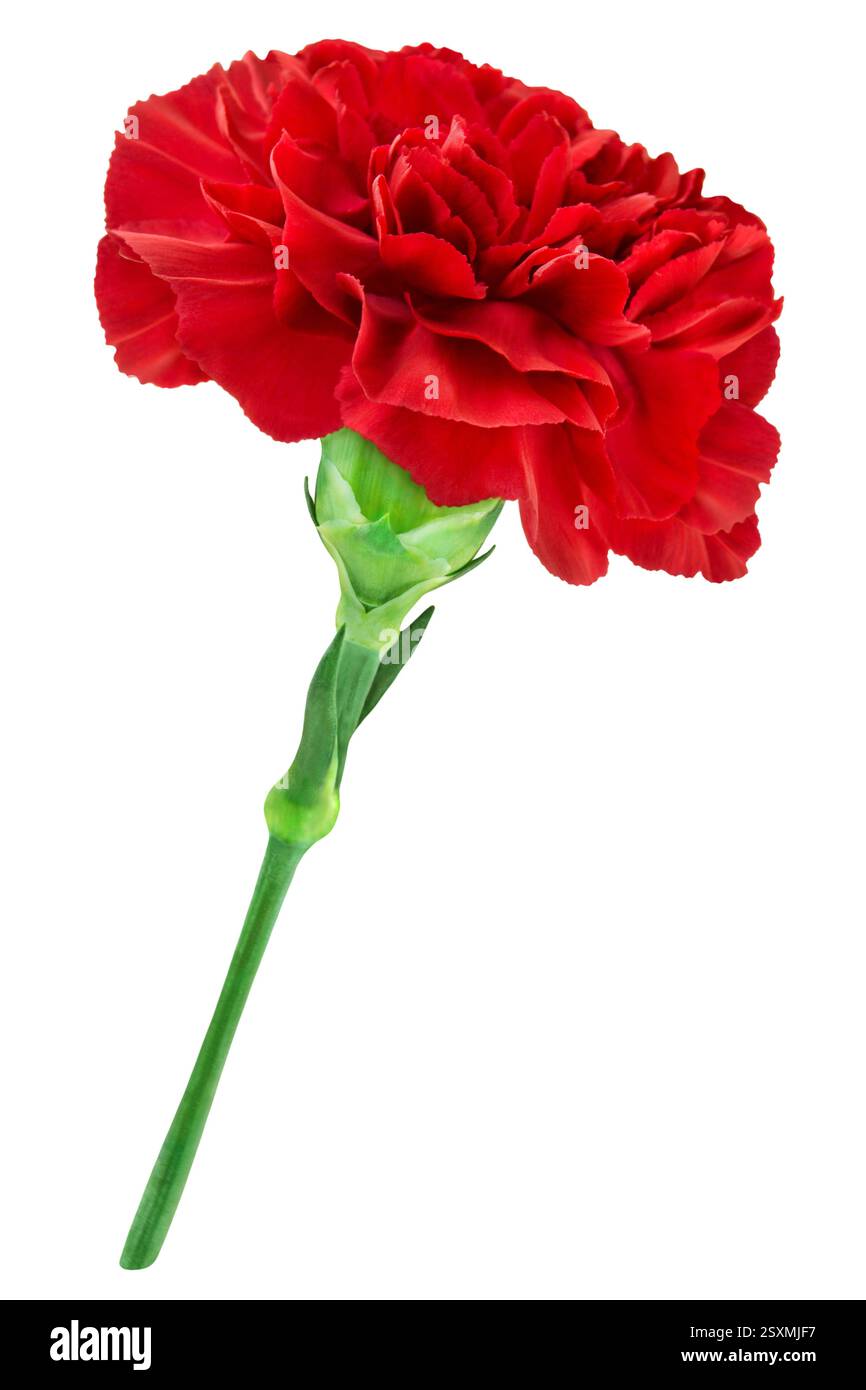 Red cloves flower isolated on white background Stock Photo