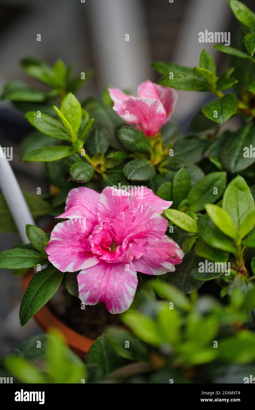 Flower wallpaper for mobile hi-res stock photography and images - Alamy, image size:866x1390