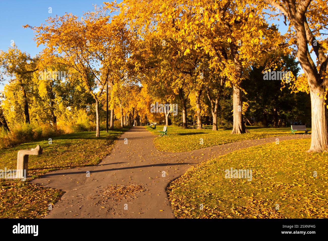 Park with a path and benches. The path is lined with trees and the ...