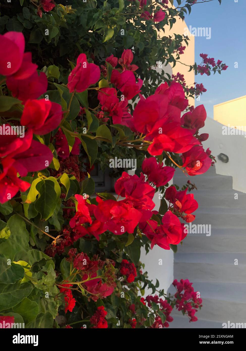 Vibrant Bougainvillea Against White Mediterranean Architecture - Smartphone Captured Stock Image