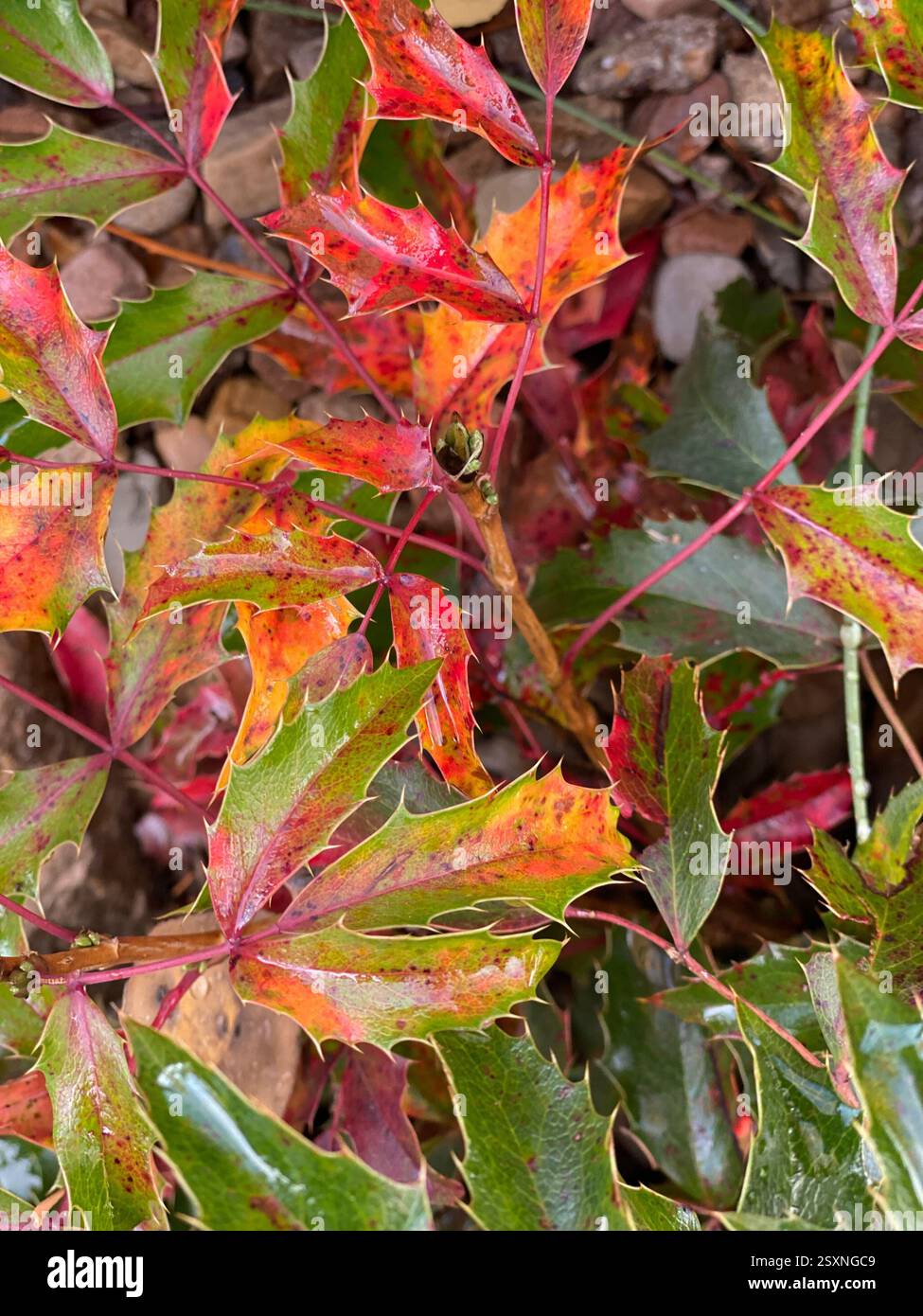 Colorful Autumn Holly Leaves with Sharp Edges - Smartphone Captured Stock Image