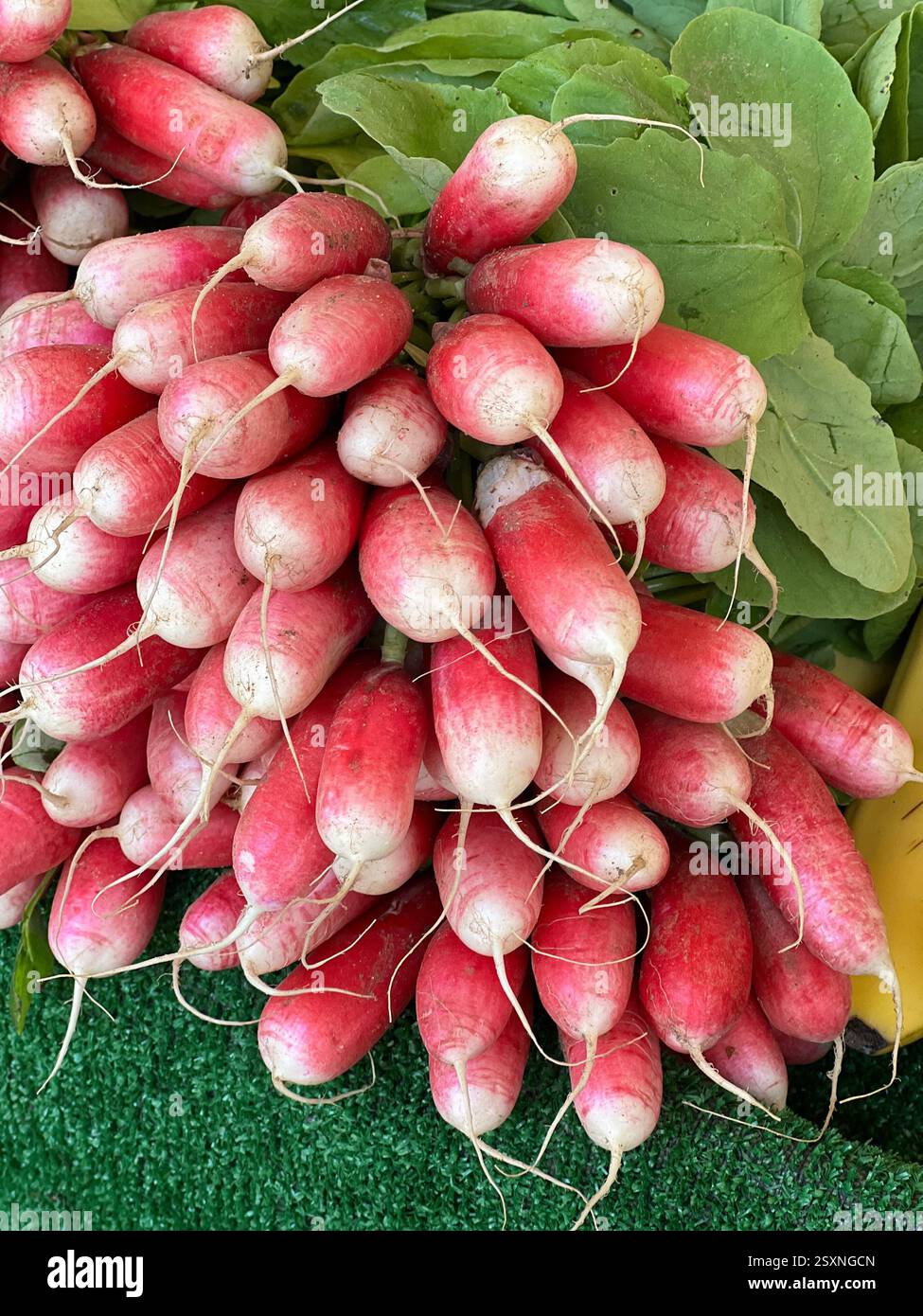 Freshly Harvested Bunch of Organic Radishes - Smartphone Captured Stock Image