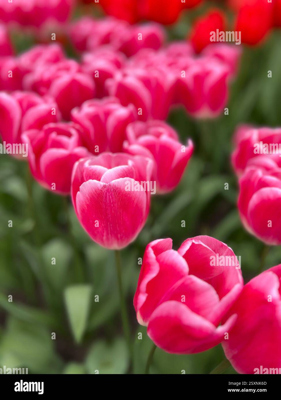 Vibrant Pink Tulips Blooming in a Spring Garden - Smartphone Captured Stock Image