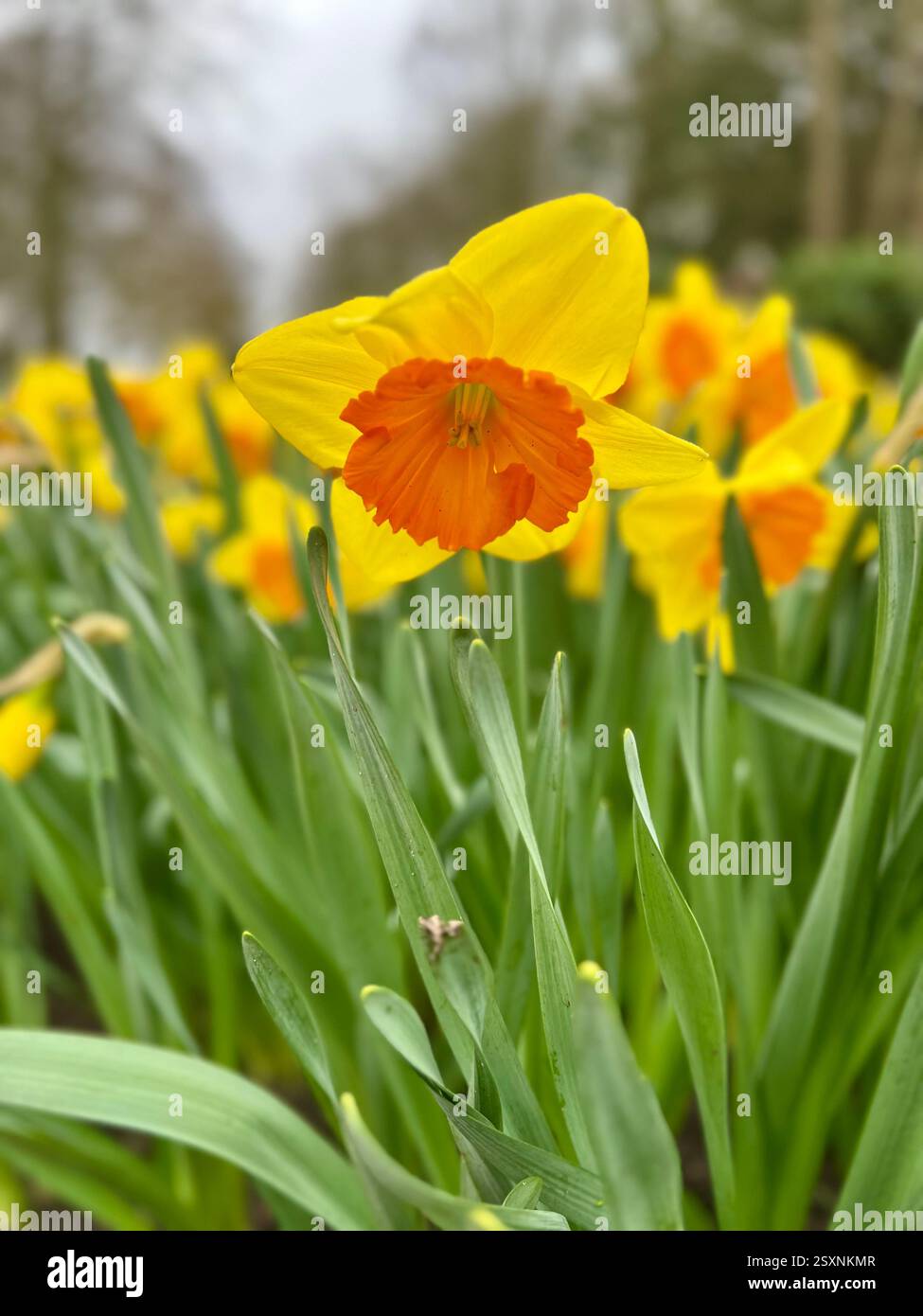 Bright Yellow and Orange Daffodils in Full Bloom - Smartphone Captured Stock Image
