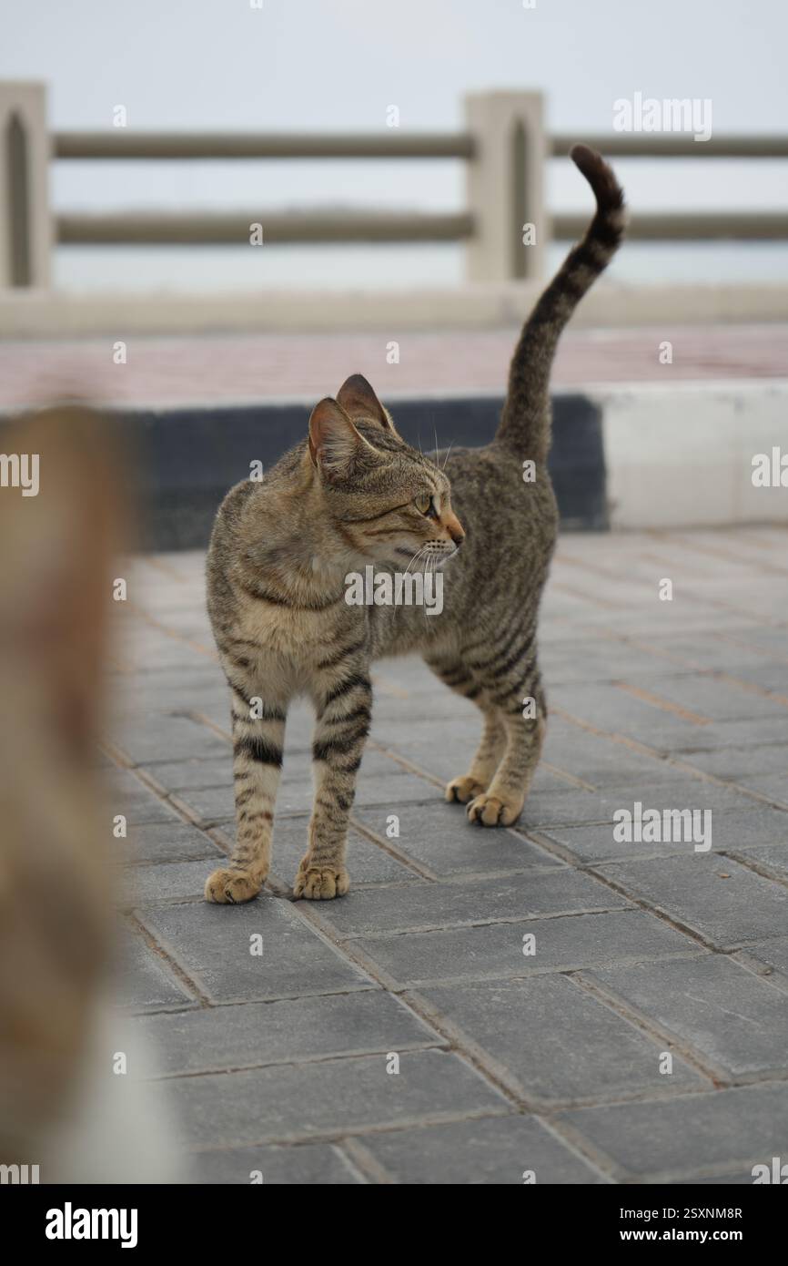 Homeless stray tabby cat hi-res stock photography and images - Alamy