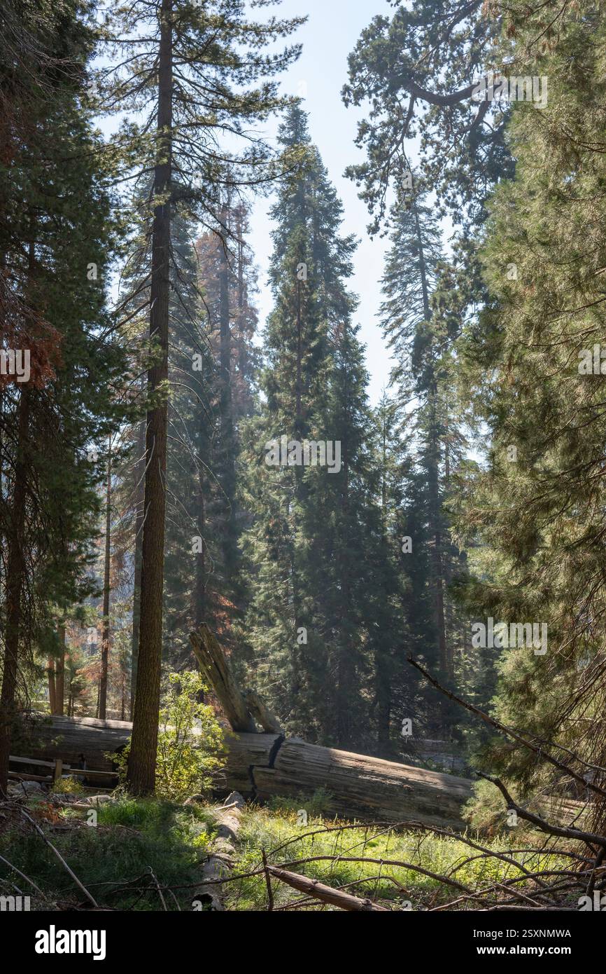 Fallen sequoia tree trunk in a dense forest in California in daylight ...