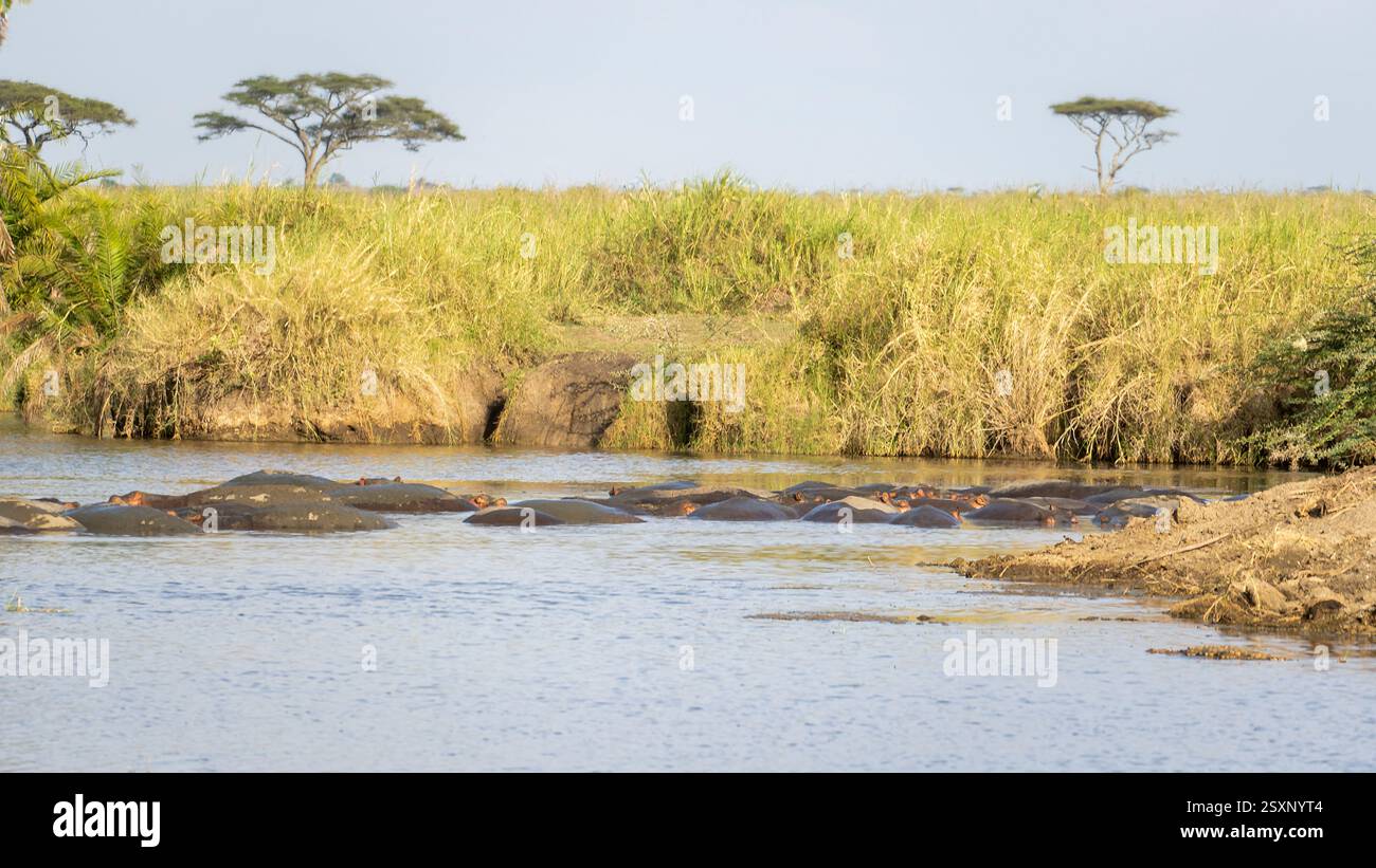 A Serene River Scene featuring Hippos amidst Lush Greenery in a ...