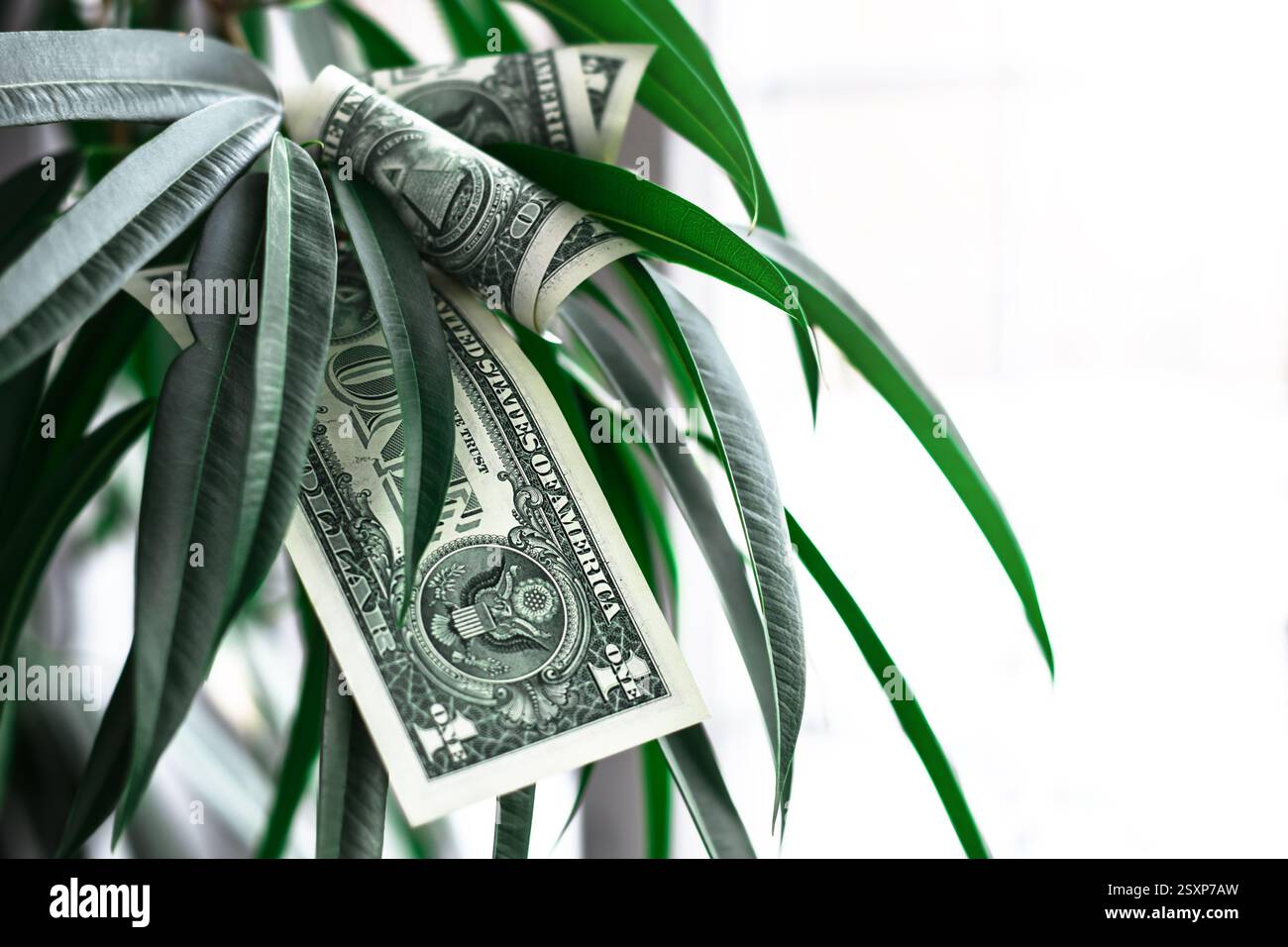 xinu monstera Monstera obliqua Yasun #1  AABexotics