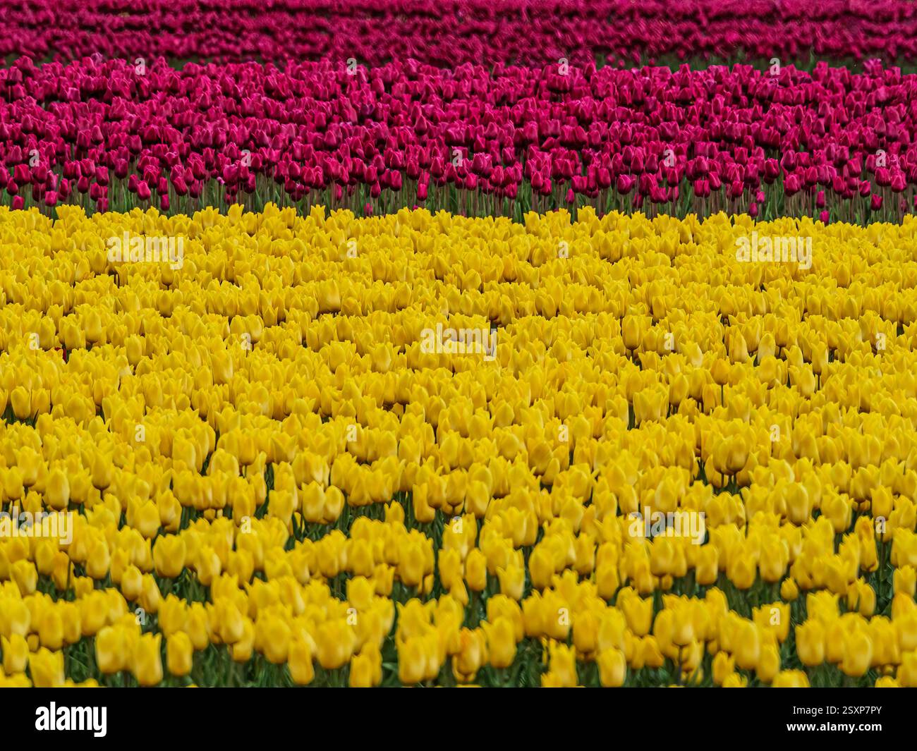 A vast sea of yellow and pink coloured tulips in full bloom, stretching ...