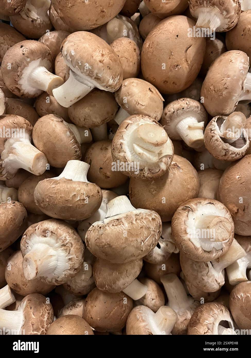 Fresh mushrooms top view, healthy food, raw mushrooms, organic mushrooms, mushroom varieties, grocery shopping, vegetarian food, market produce - Smartphone Captured Stock Image