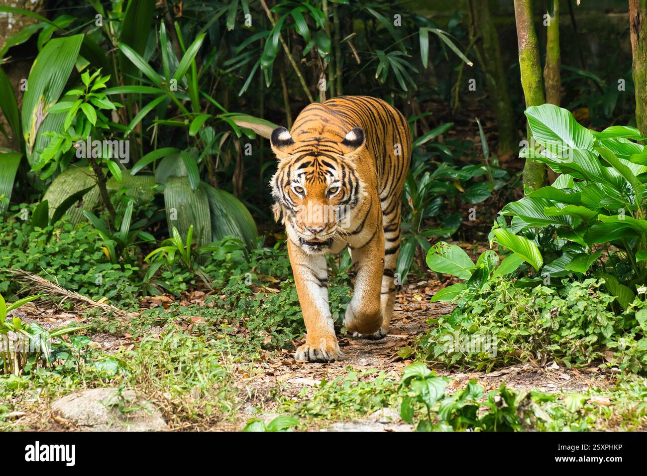 Malayan tiger in singapore zoo hi-res stock photography and images - Alamy