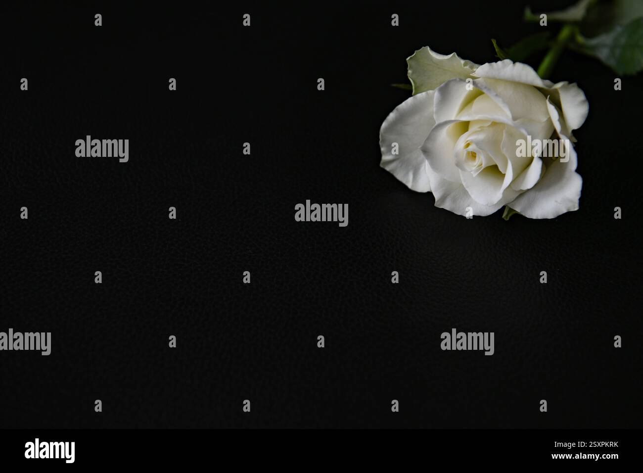 White rose on a black background with copy space for your text Stock ...