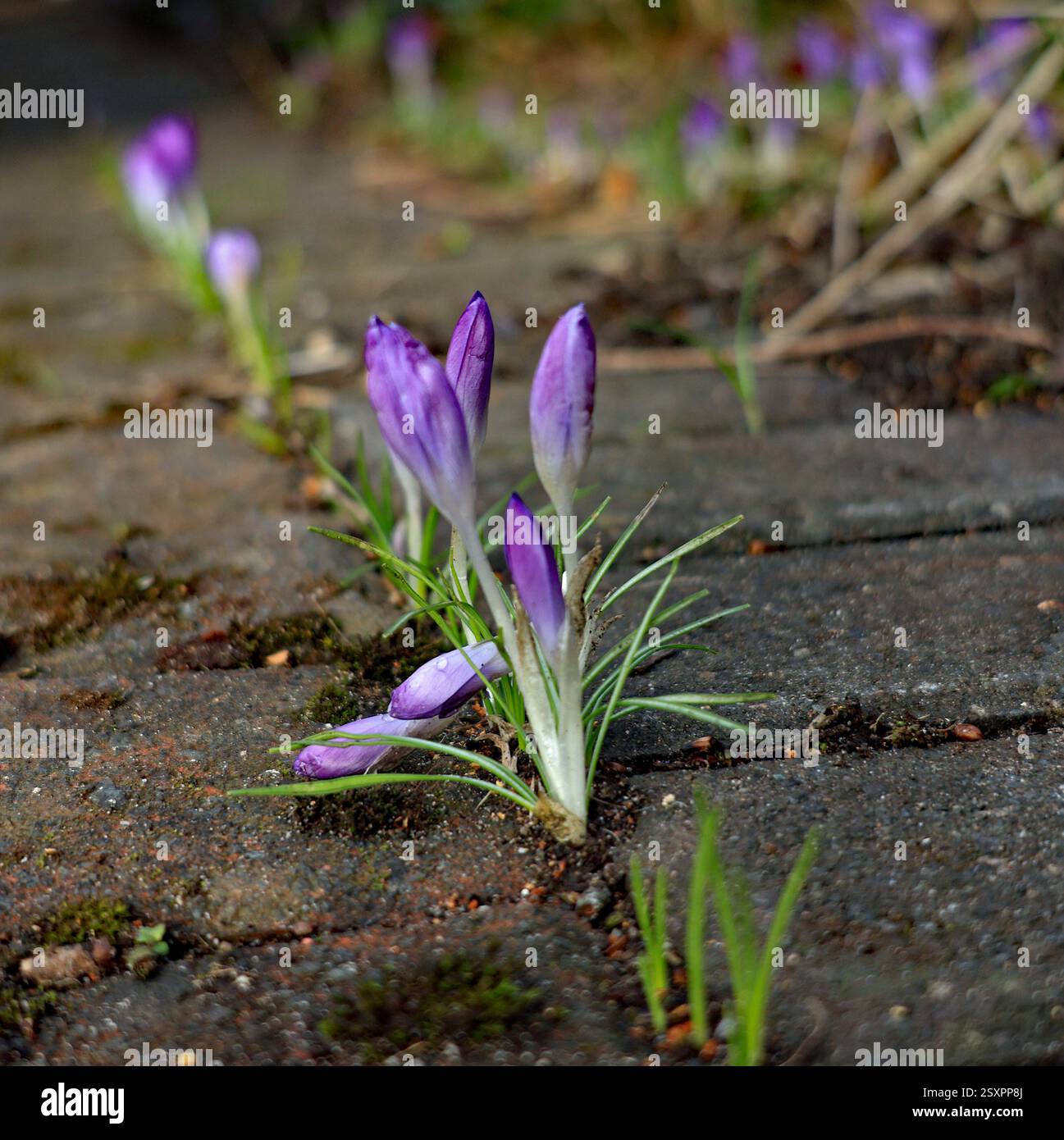 Crocus growing through the cracks hi-res stock photography and images ...